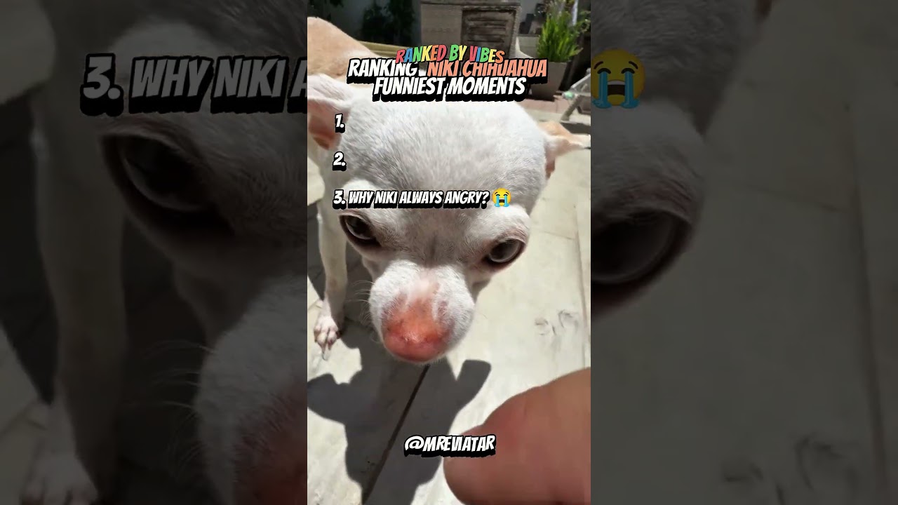 Top 3 Niki Chihuahua Funniest Moments ?? #nikichihuahua #mreviatar #shorts