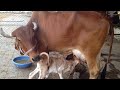 आपल्या महाराष्ट्रात देशी गाई खात्रीशीर कुठुन खरेदी कराव्या ! माहिती | Desi Cow farming Maharashtra
