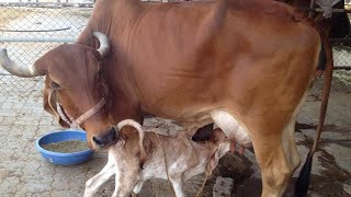 महाराष्ट्रात देशी गाई खात्रीशीर कुठुन खरेदी कराव्या ! माहिती | Desi Cow Dairy farming Maharashtra