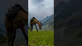 #funny #animals #naat #mountains #kashmir #kashmirshorts #kashmirbeauty #beautifulstatus #shorts