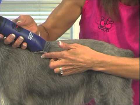 How do you groom a schnauzer?