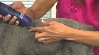 How to Groom Miniature Schnauzer  Jodi Murphy Instructional Video Series