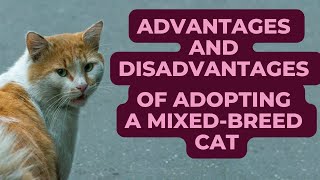 Advantages and Disadvantages of Adopting a Mixed Breed Cat