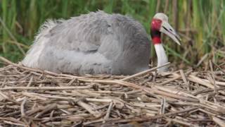 Sarus Chick Hatching