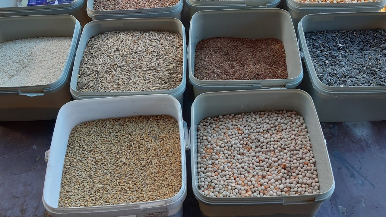 SUPER FURAJ PENTRU GAINI OUTOARE