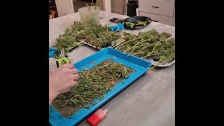 clips of chopping, trimming and in the wedryer of Fast Buds tester 2212
