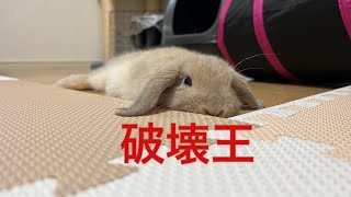 【悲報】新入りウサギは怪獣でした。　#うさぎ  #rabbit