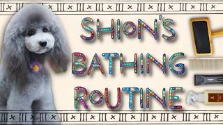 【My Grooming Tools】 Fluffy Shion's Bathing Routine