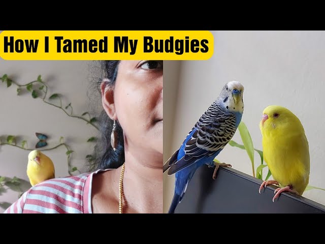 My Pet Budgie Parrot Story | How to Hand Tame Love Birds | Tame Budgies | USA Tamil VLOG | Food Tamil - Samayal & Vlogs