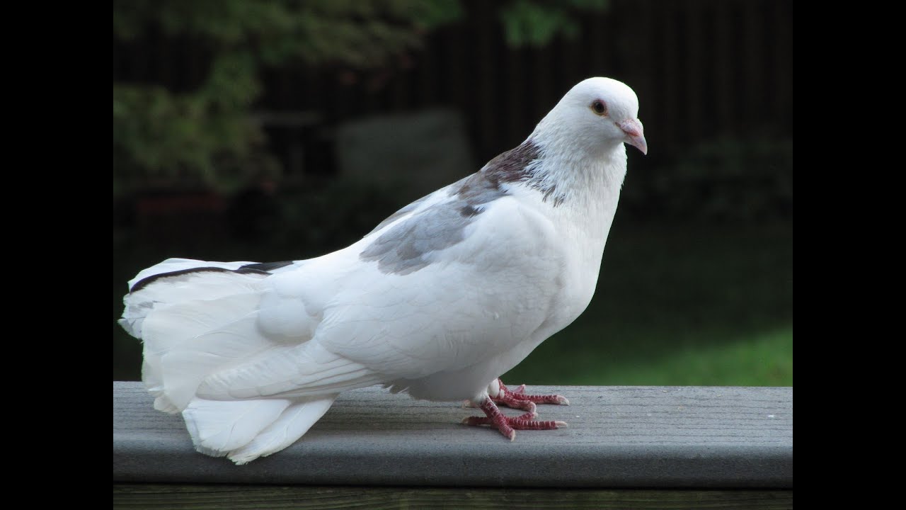 Accidental Death Of A Pigeon Real YouTube