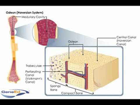 Video: Jaká je funkce kanalikulárního systému v kosti?