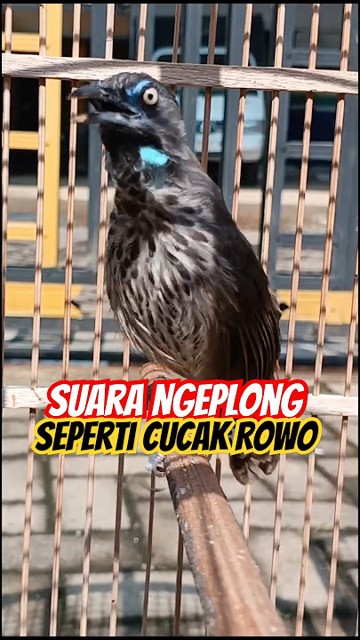 Tepus Tunggir Merah ngeplong Mirip Cucak Rowo