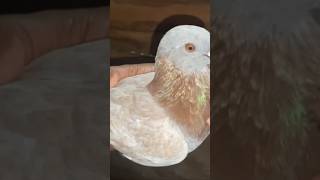 My most expensive pigeon #pigeon #viral #shorts #kabutar #kabootar #youtubeshorts #subscribe