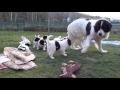 Landseer puppies