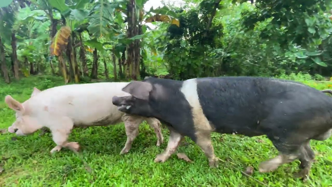 Neighbours sow how successfully breeding to Hampshire boar| You must see this #backyardfarming 