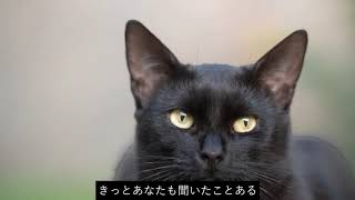 私はシェイクスピア