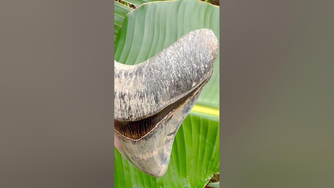 How much is a fossil shark tooth worth? 🦈🦷#shorts - YouTube