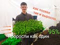 Как правильно посеять  семена  перца,томата,баклажан и различных цветов !