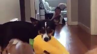 baby and puppies