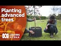 How to plant advanced trees  gardening australia