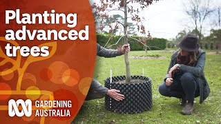 how to plant advanced trees | gardening australia