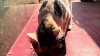 cute cat video #shots #cat by Vishvasichalum illenkilum 25 views 1 month ago 13 seconds