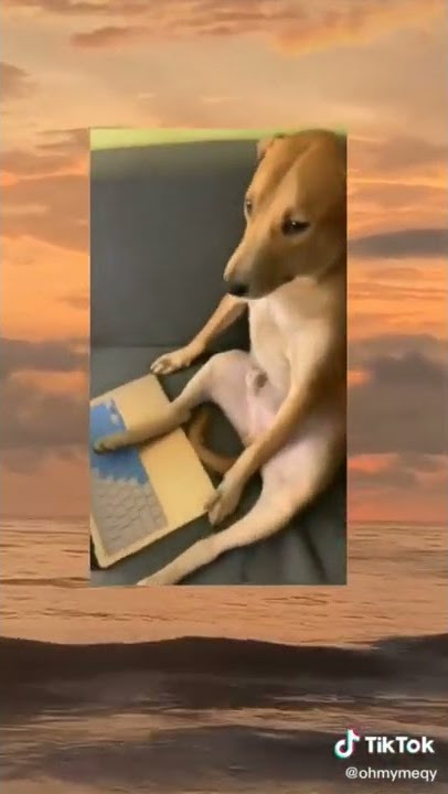 ANJING SESAD