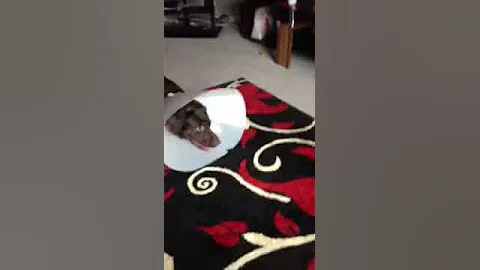 Ultimate doggy torture