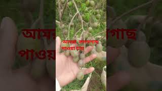 আমরা  কলমগাছ  পাওয়া যায় 🌲🍓🌹🌻#hot video #YouTube short video #for you