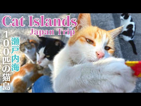 Japan's Cat Island.🐈 More cats than people! Sanagi Island and Manabe Island in Seto Inland Sea. | 猫島