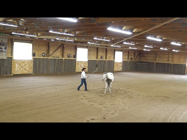 Confidence and Trust Building with Flag L 1 P 3 Wyatt Russ Krachun KOZAK Horsemanship