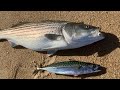 Live-Lining Mackerel off the Beach!!