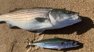 Live-Lining Mackerel off the Beach!!