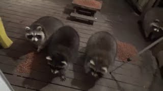Nov 14Th -Tuesday Night And Raccoons Brave The Snow To Get A Meal At The Diner