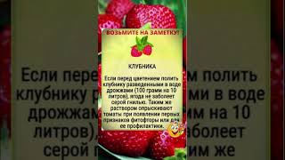 ПОЛЕЗНО ЗНАТЬ! Чтоб клубника не болела #shorts #рецепты #советы