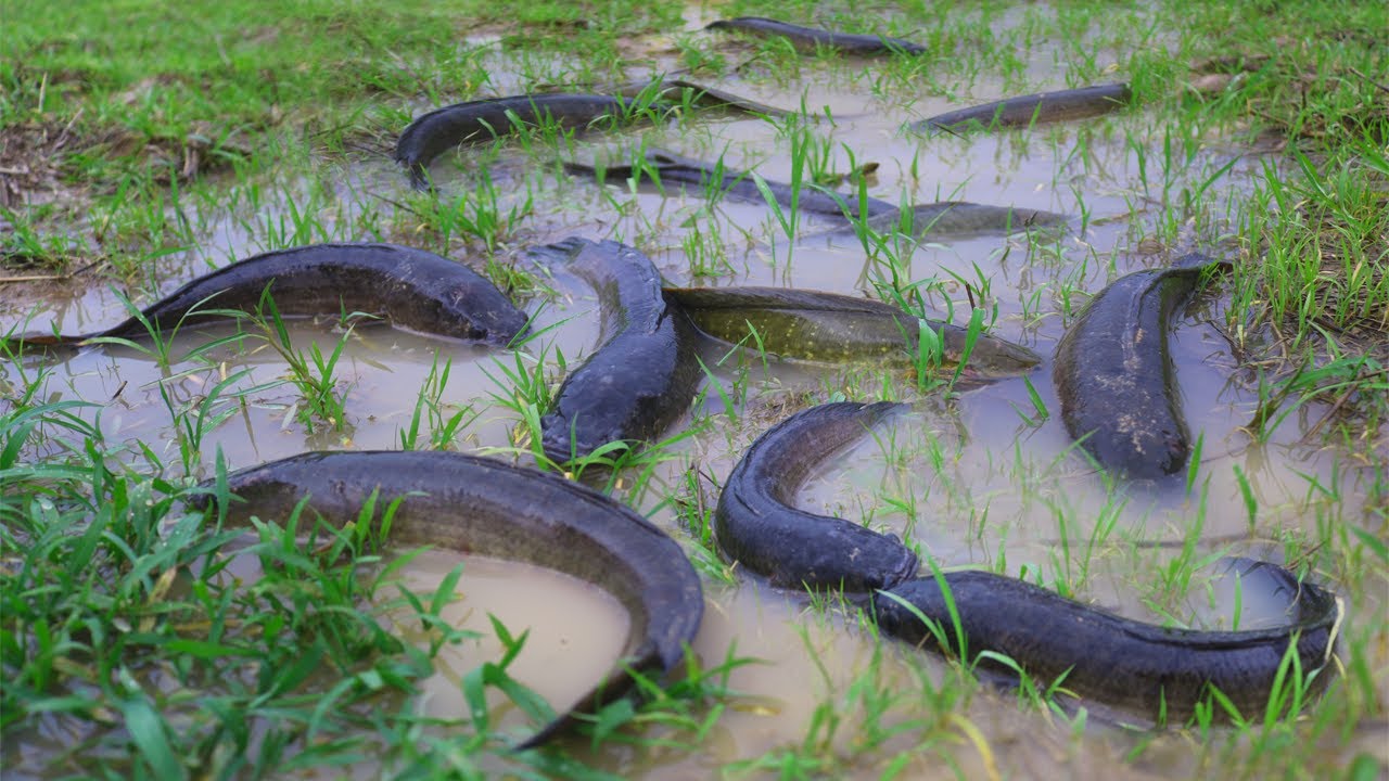 Amazing Rainy Season Fishing Two Men Catch A Lot Of Catfish By Hand When Rain In The Rice
