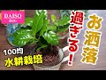 【初心者も安心】コップで簡単！100均の観葉植物を水耕栽培しよう♪【コーヒーの木の育て方】