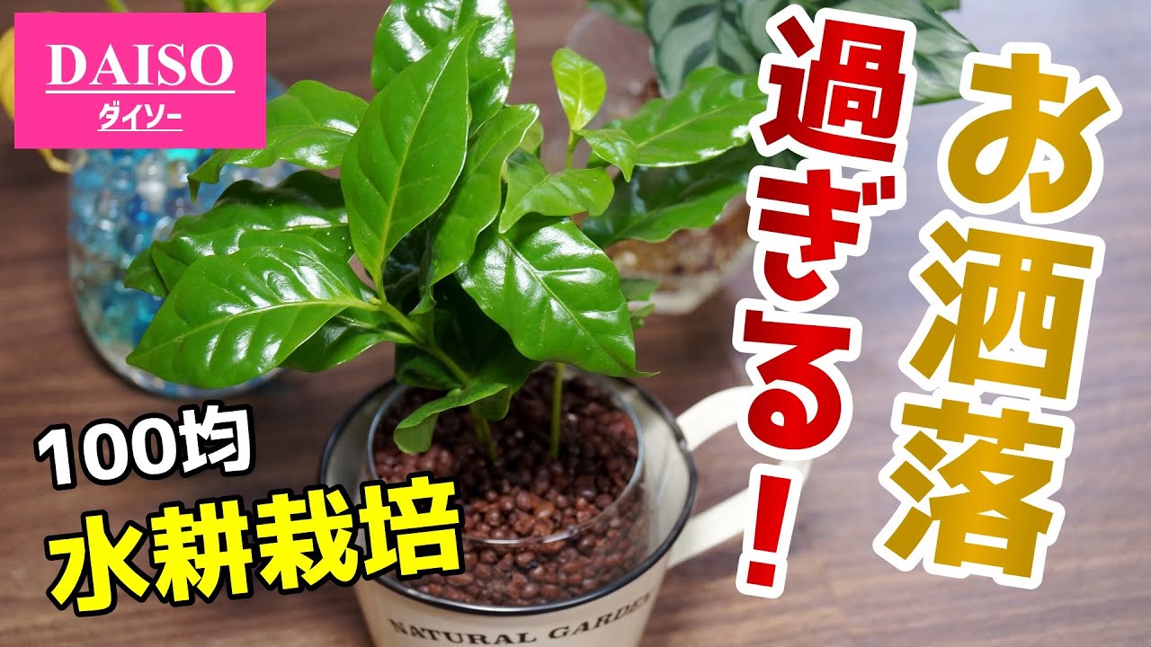 初心者も安心 コップで簡単 100均の観葉植物を水耕栽培しよう コーヒーの木の育て方 Youtube