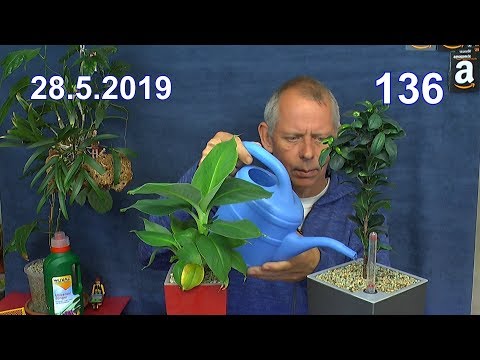 Video: Zwergficus Und Andere