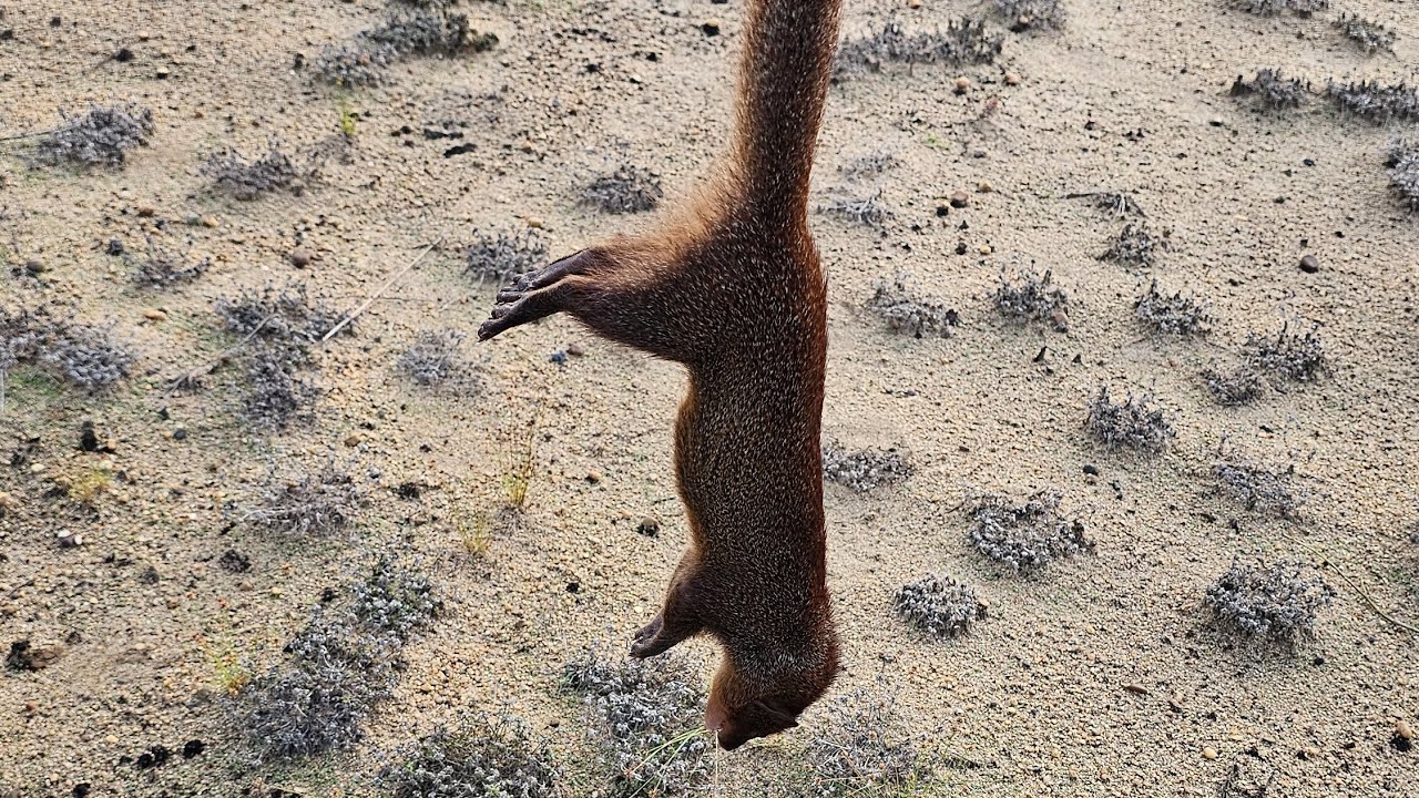 Today I set traps near my  house because it has been stealing too many chickens.#birds #trap 