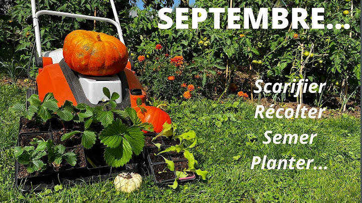 What to do in September in the garden and kitchen garden?
