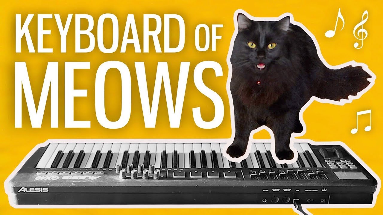 I Made a Keyboard From My Cat's Meows