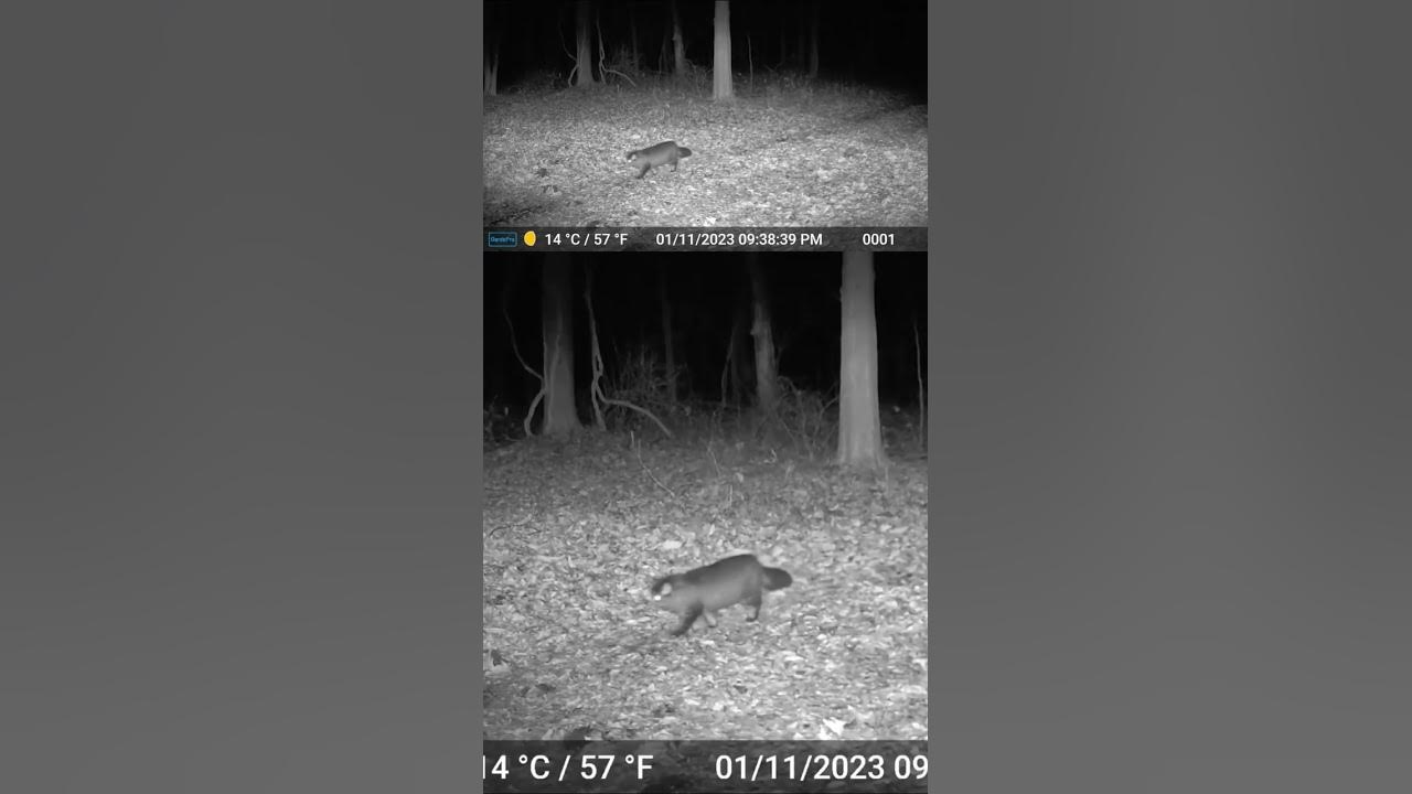 What Kind Of Animal Is This Wild Cat The Video From Charles Obermark what-kind-of-animal-is-this-wild-cat-the-video-from-charles-obermark