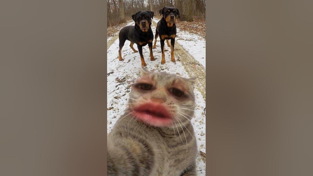 Сабака Сабака - YouTube