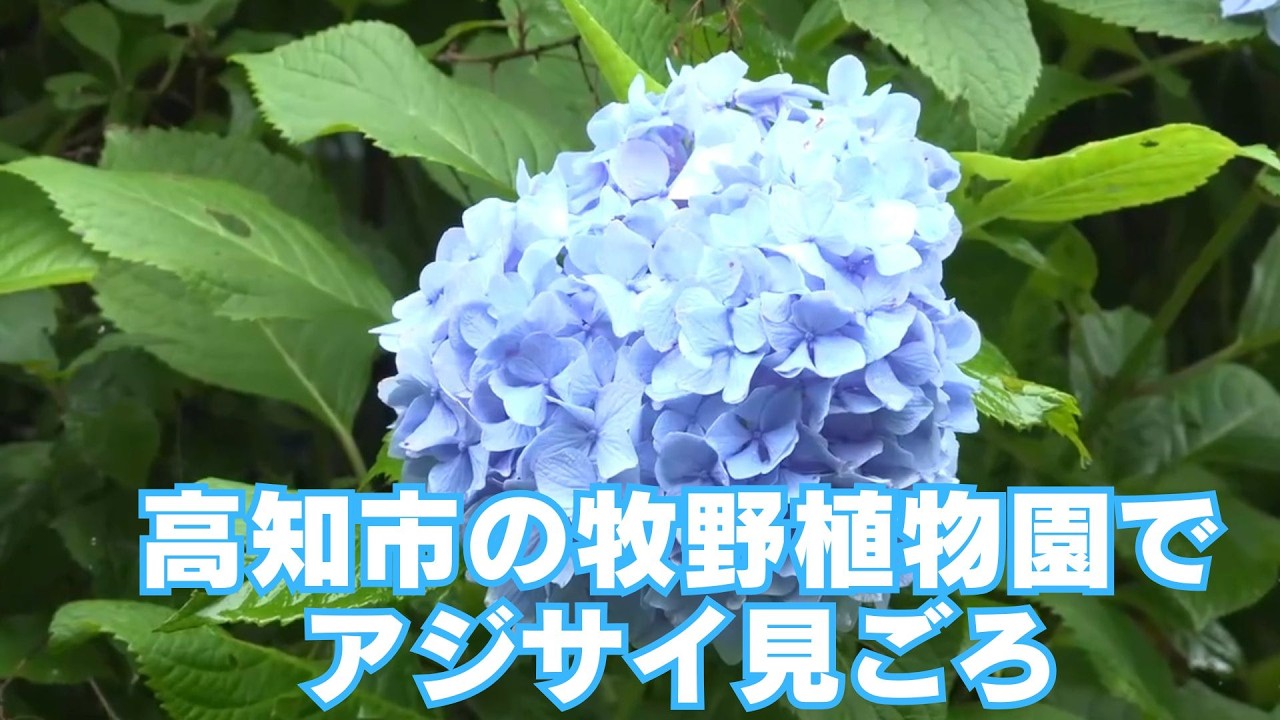 80 varieties blooming one after another: Hydrangeas in full bloom