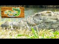 CROCODILE ENCOUNTER I Feeding Alligators &amp; Crocodiles, Kangaroos, Baby Lemurs &amp; MORE! I April 2021