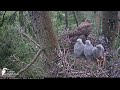 05:10 AM Small Morning Prey Delivery and Rest Sequence Inside Occupied Nest! 🦅🍗
