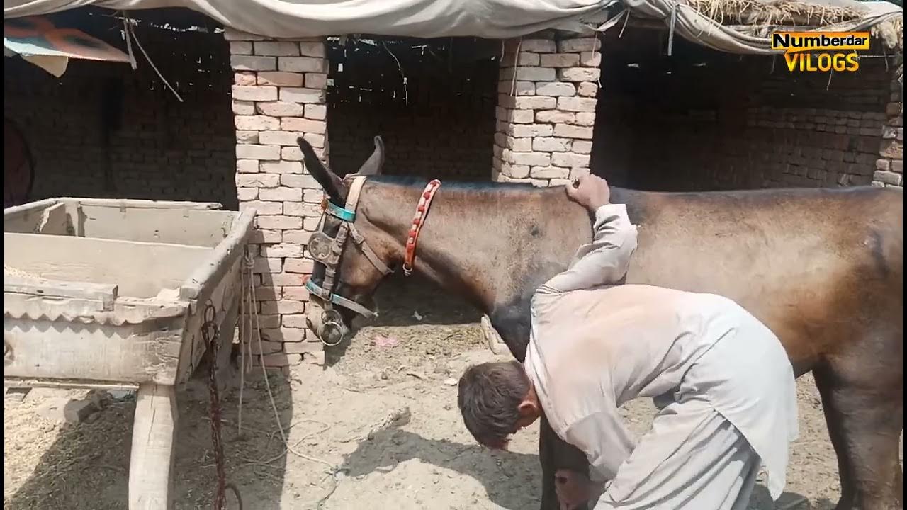 donkey mating 5 horse mating horse breeding donkey breeding horses mating numberdar life