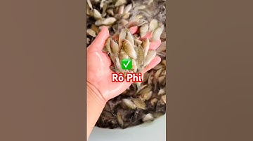 ✅ Cá Rô Phi mẫu đẹp lên bể cho khách Miền Bắc #cárôphi Hải Phòng 0962734709 #giathuysan #tilapia