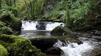 1 Hour of a Relaxing Forest Waterfall W/O Birdsong - Calm Nature Sounds for Sleeping & Meditation thumbnail
